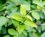 Gymnema Sylvestre