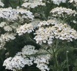 Yarrow